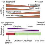 Le nouvel article d'Assya, "Two types of human TCR differentially regulate reactivity to self and non-self antigens", maintenant disponible en libre accès